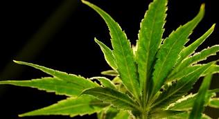 DEA Proposes Marijuana Rescheduling: What It Means for the US