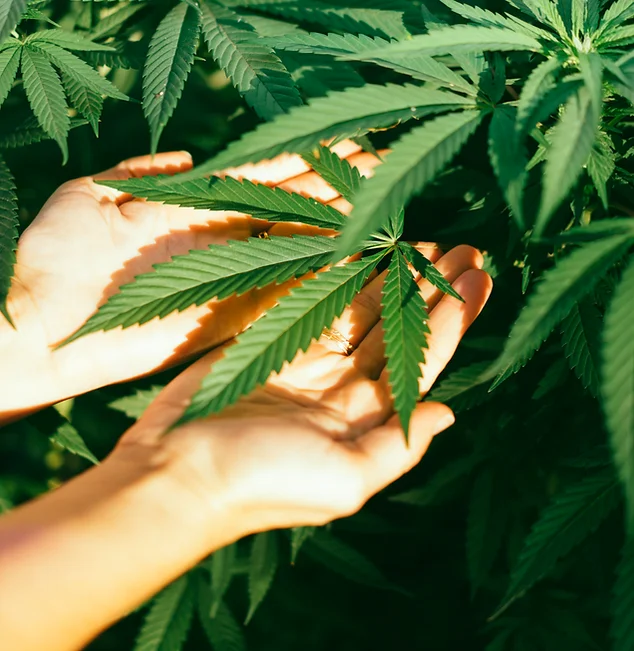 Hemp & Cannabis